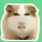 猪妞语音盒应用2025-猪妞语音盒官方最新版Androidv1.0