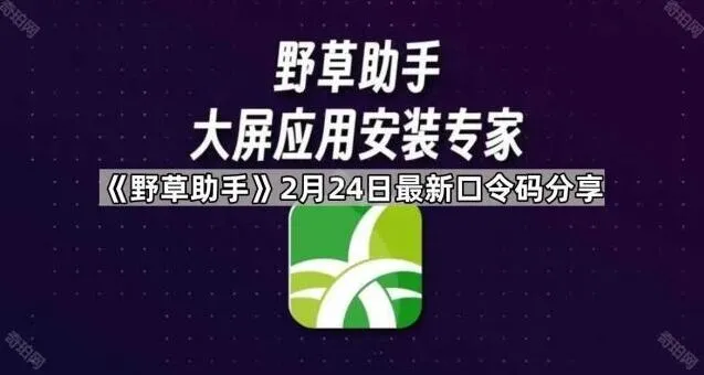 野草助手2月24日最新口令码分享指南