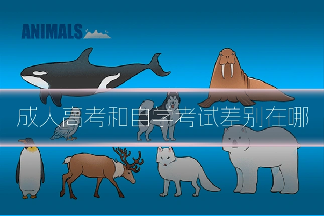 成人高考和自学考试差别在哪