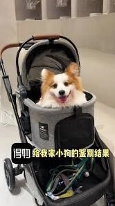 得物宠物鉴别完整步骤