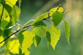 我的世界白桦树叶作用教学