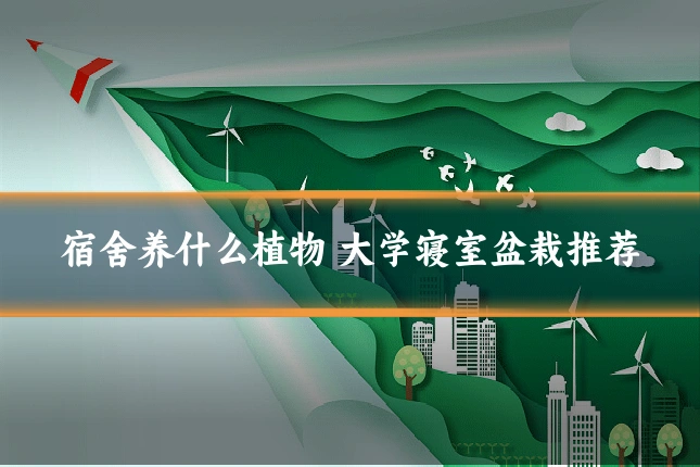 宿舍养什么植物 大学寝室盆栽推荐
