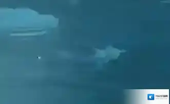 原神雪中君图鉴